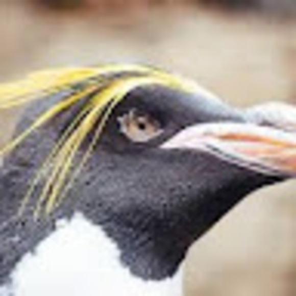 Meet your Posher, Nadia - Picture 1 of 1